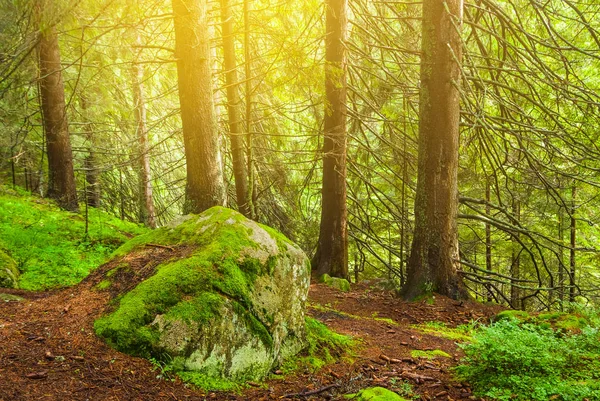 Камень, покрытый мхом в сосновом лесу — стоковое фото