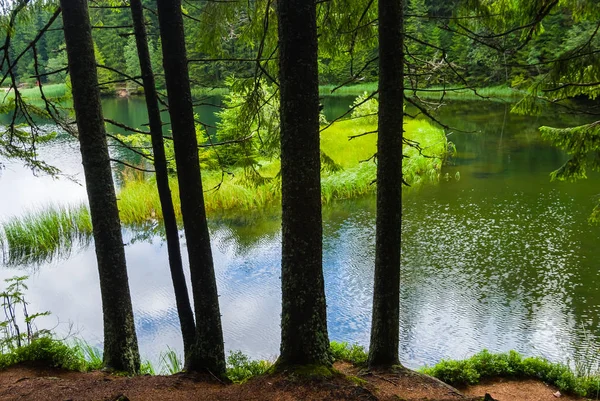 Vista para um pequeno lago em uma floresta — Fotografia de Stock