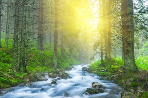 Vackra blå floden rusar genom en fjällskog — Stockfoto