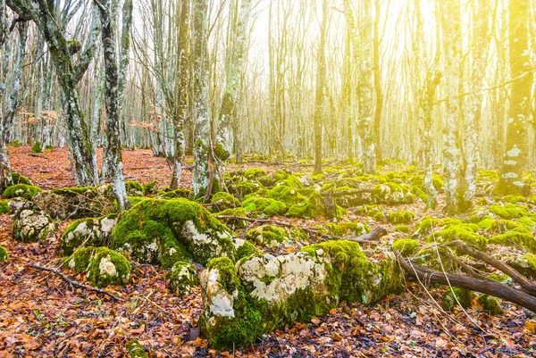 Ήσυχη φθινόπωρο δάσος σε μια ακτίνες του ήλιου — Φωτογραφία Αρχείου