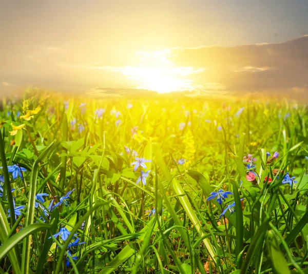 Närbild fält med blommor i en strålar solen på kvällen — Stockfoto