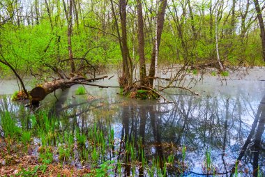 bir bahar orman sahnede küçük bir göl