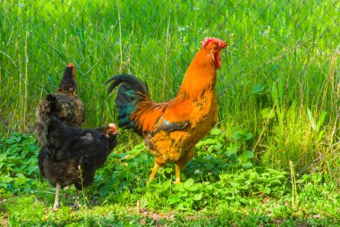 tavuk ve horoz bir bahçede
