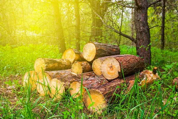 Cumulo di tronco di pino in una foresta — Foto Stock