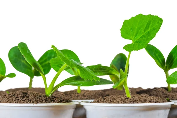 Kleine close-up groene plant geïsoleerd op een witte achtergrond — Stockfoto