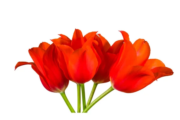 Gros tas de tulipes rouges sur fond blanc — Photo