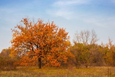 bir prairies arasında kuru sonbahar meşe ağacı