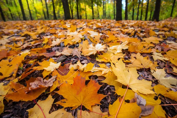 Nahaufnahme trockene Blätter in einem herbstlichen Wald — Stockfoto