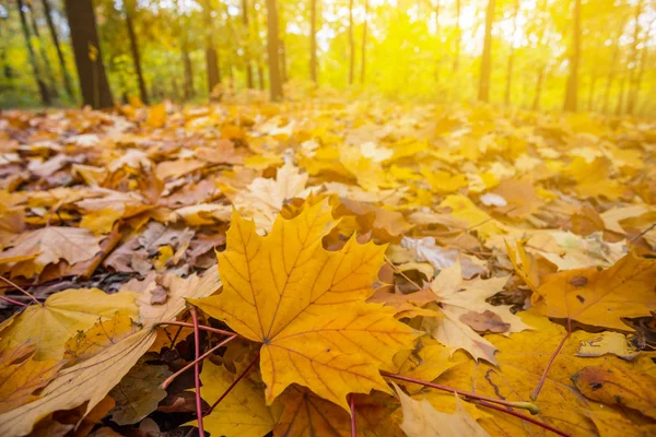 Primer plano hojas secas de otoño en un bosque —  Fotos de Stock