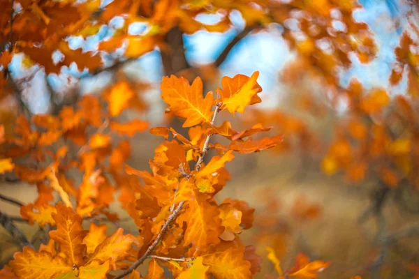 Closeup red dry autumn oak tree branch — Stock Photo, Image