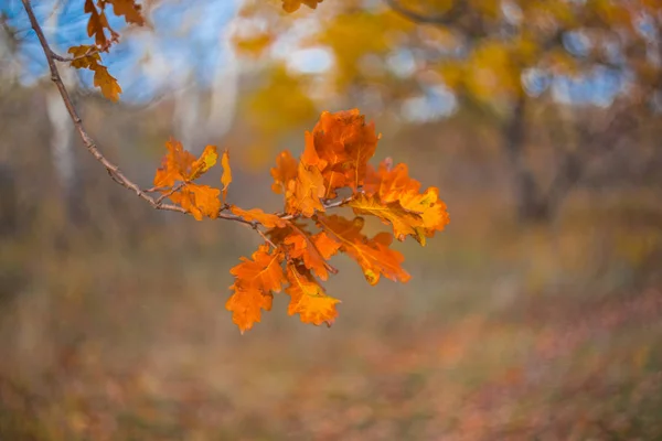 Осінь суха гілка дуба в лісі — стокове фото
