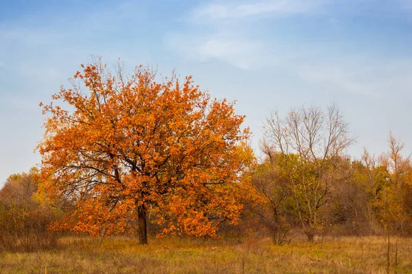 Dry autumn oak tree among a prairies — Stock Photo, Image