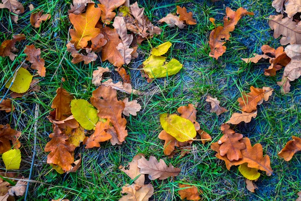 Closeup červené suché podzimní listí trávě — Stock fotografie