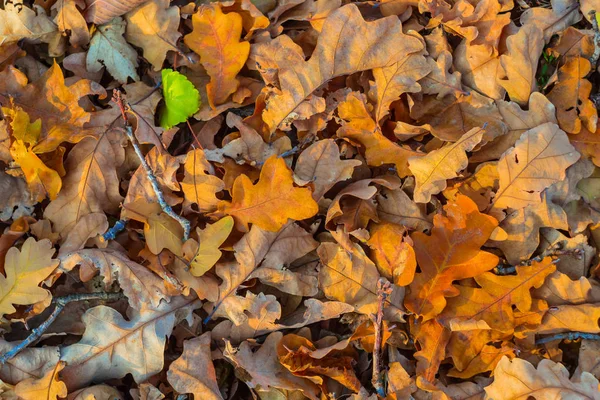 クローズ アップ赤い乾燥した秋葉背景 — ストック写真