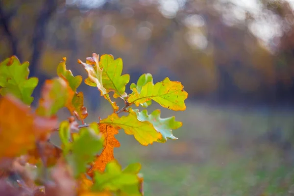 Cabang pohon ek closeup di hutan musim gugur — Stok Foto
