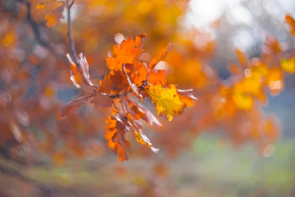 Primo piano rosso secco autunno quercia ramo — Foto Stock