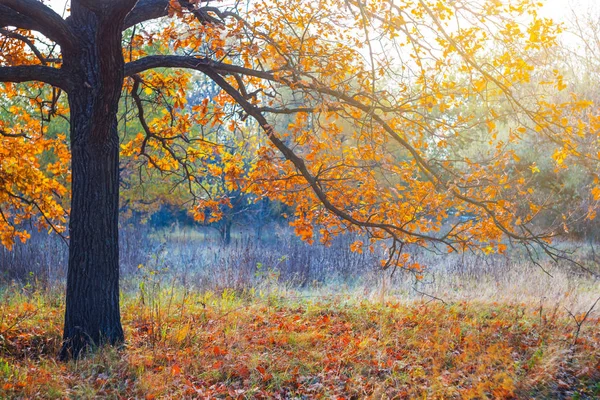 Krásná podzimní lesní krajina — Stock fotografie