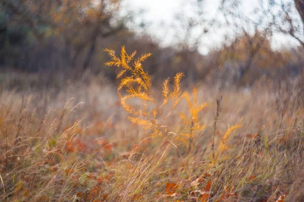 Närbild liten torr växt bland en höst prairie — Stockfoto