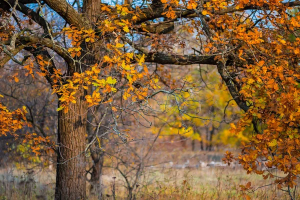 Primer plano roble rojo en un bosque de otoño — Foto de Stock