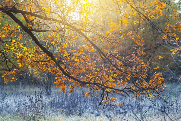 Närbild röd ek trädgren i en strålar från solen — Stockfoto