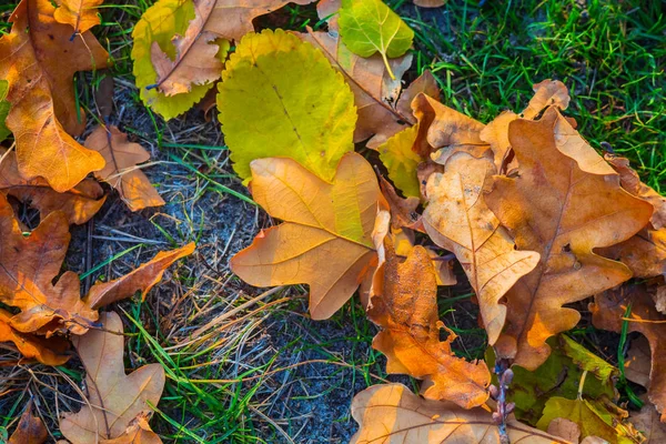 Close up vermelho seco outono folhas fundo — Fotografia de Stock