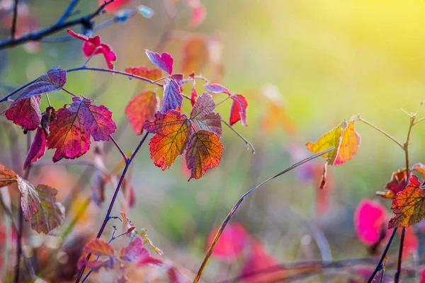 Nahaufnahme roter trockener Herbststrauch im Sonnenlicht — Stockfoto