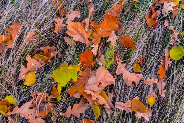 Nahaufnahme trockene Herbstblätter in einem Gras Hintergrund — Stockfoto