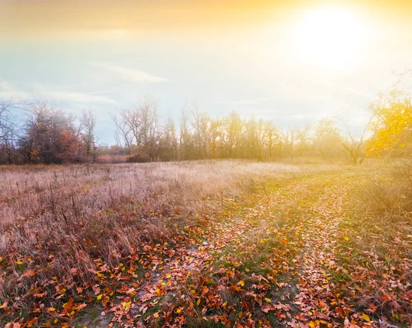 Cichej suchą jesień zwykły o zachodzie słońca — Zdjęcie stockowe