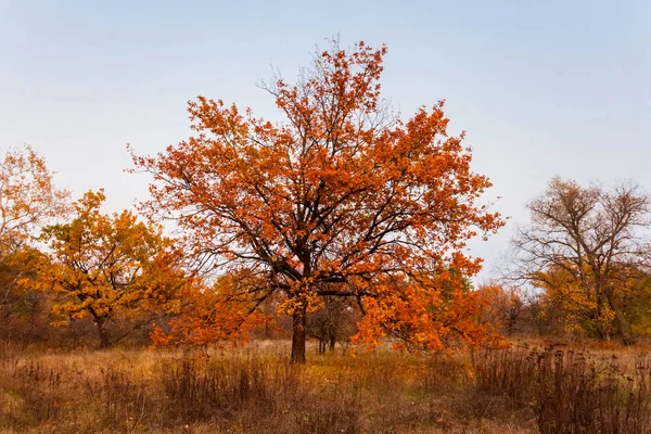 Primer plano roble rojo entre una llanura de otoño — Foto de Stock