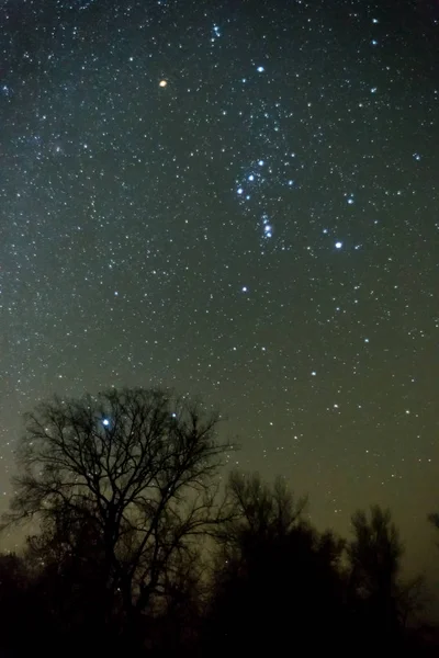 Gwiazdozbiór Oriona powyżej nocy w lesie — Zdjęcie stockowe