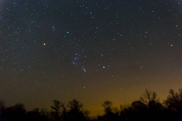 Constelação de Orion acima de uma floresta noturna — Fotografia de Stock