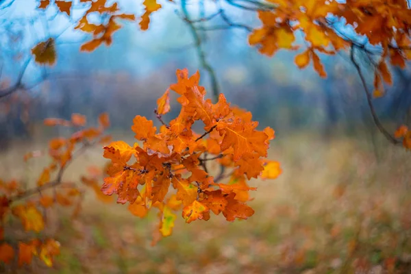 Closeup wet oak tree branch in a autumn forest — Stock Photo, Image