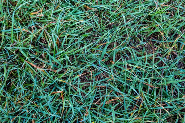 Gros plan vert fond d'herbe dans une goutte d'eau — Photo