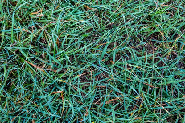 Closeup green grass background in a water drops — Stock Photo, Image