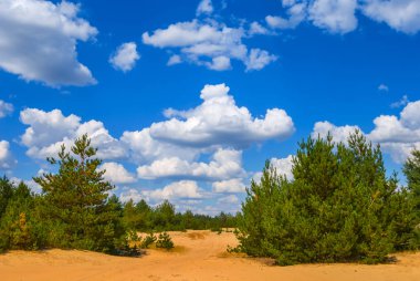 Yaz çam ağacı orman bir kum üzerinde