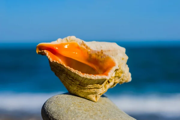 Nahaufnahme Meeresmuschel Auf Einem Stein Auf Meeresgrund — Stockfoto