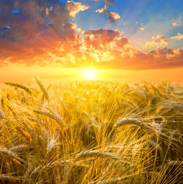 Primer Plano Campo Trigo Verano Atardecer — Foto de Stock