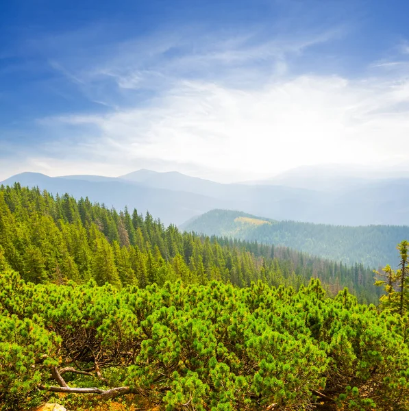 Гірський Схил Сосновим Лісом — стокове фото