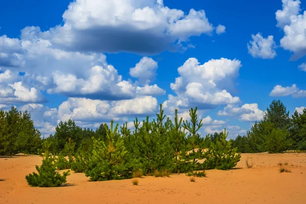 沙地沙漠中的夏日松林 — 图库照片