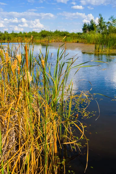 Gros Plan Été Lac Côte Avec Roseau — Photo