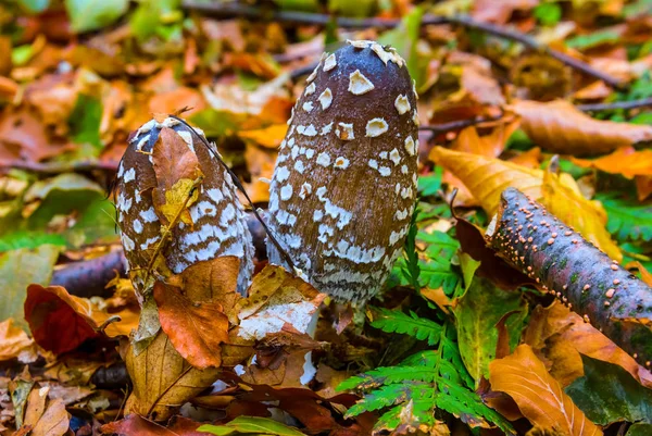 Nahaufnahme Fliegenpilz Einem Herbstlichen Wald — Stockfoto