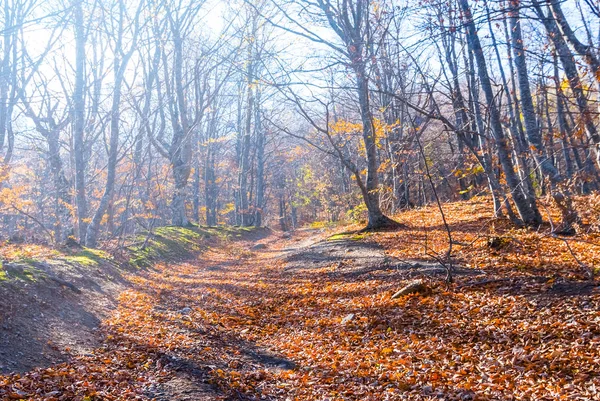 Тихий Осенний Лес Солнечном Свете — стоковое фото