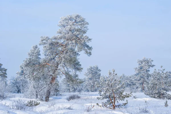 Floresta Inverno Uma Neve — Fotografia de Stock