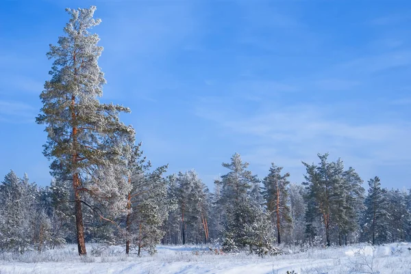 冰雪景观中的冬林 — 图库照片