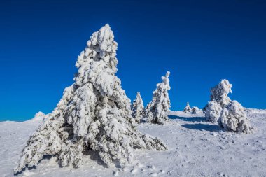 Kış grubunu çam ağacı orman 