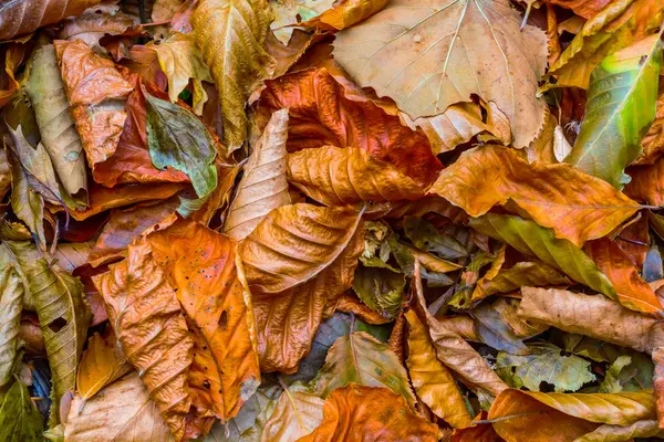 Closeup Červené Suché Podzimní Listí Pozadí — Stock fotografie