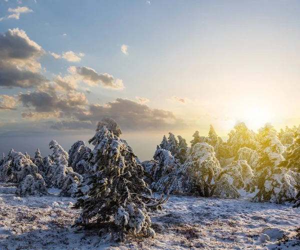 Winter Besneeuwd Dennenbos Bij Zonsondergang — Stockfoto