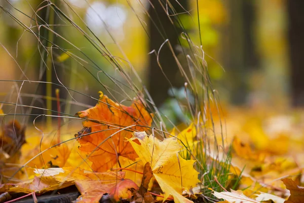 Nahaufnahme Rote Trockene Herbstblätter — Stockfoto