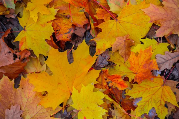 Closeup Red Dru Autumn Leaves Background — Stock Photo, Image