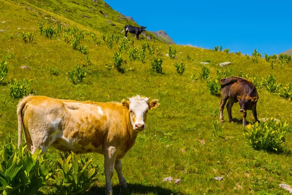 Koe Een Bergweide — Stockfoto